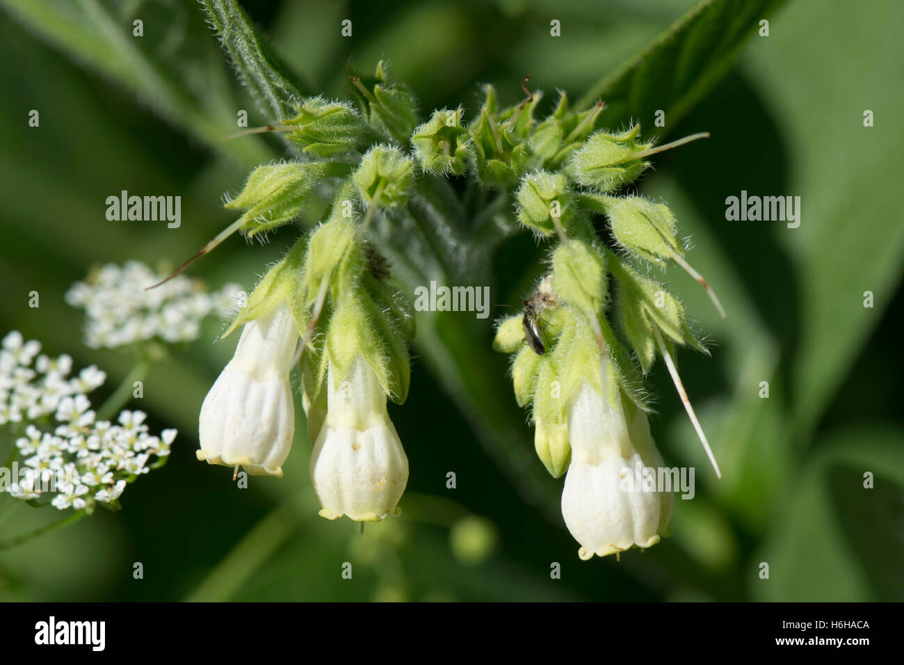 Fleur blanche version de consoude, Symphytum officinale commune, sur la berge du canal, Juillet Banque D'Images