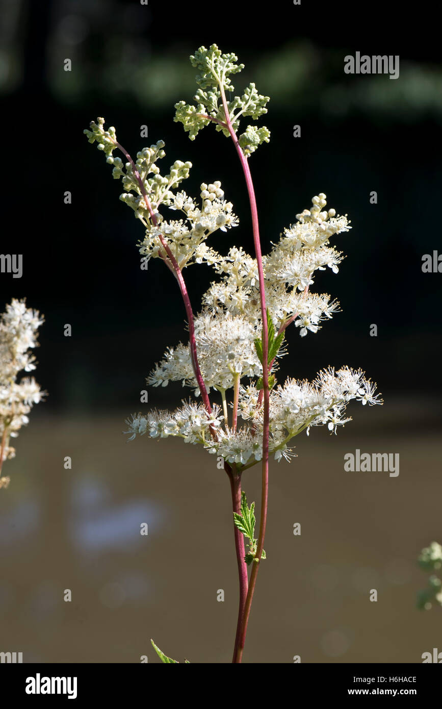 Fleurs blanches de la reine-des-Prés, Filipendula ulmaria, à côté du canal Kennet & Avon, Juillet Banque D'Images