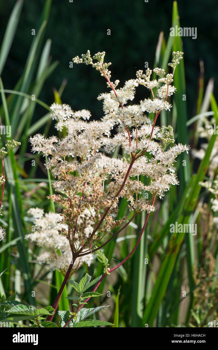 Fleurs blanches de la reine-des-Prés, Filipendula ulmaria, à côté du canal Kennet & Avon, Juillet Banque D'Images