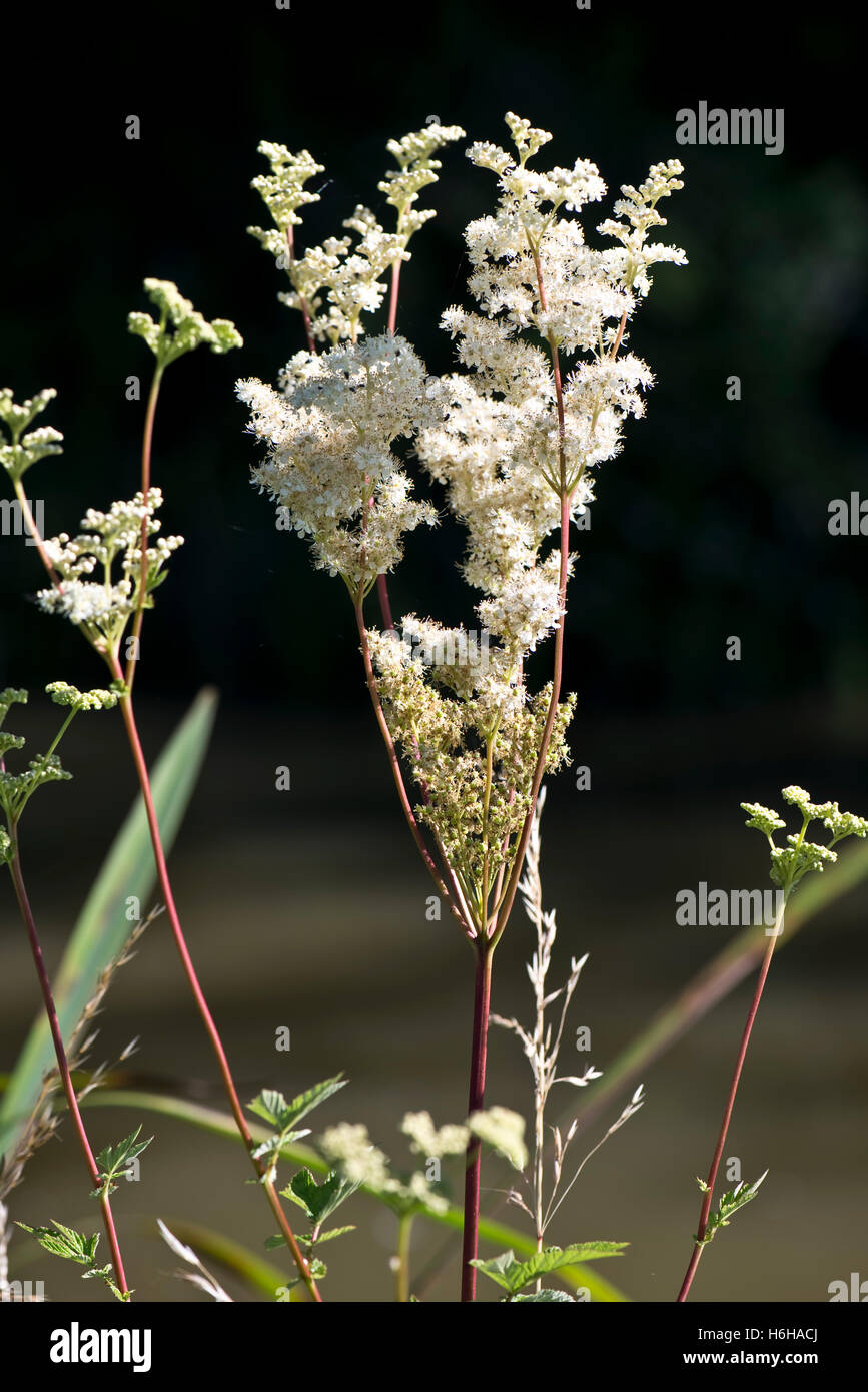 Fleurs blanches de la reine-des-Prés, Filipendula ulmaria, à côté du canal Kennet & Avon, Juillet Banque D'Images