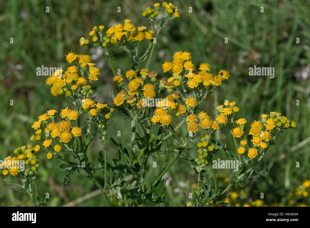 Jacobaea vulgaris séneçon inhabituelle, la floraison, mais avec des rayons raccourcie, Juillet Banque D'Images