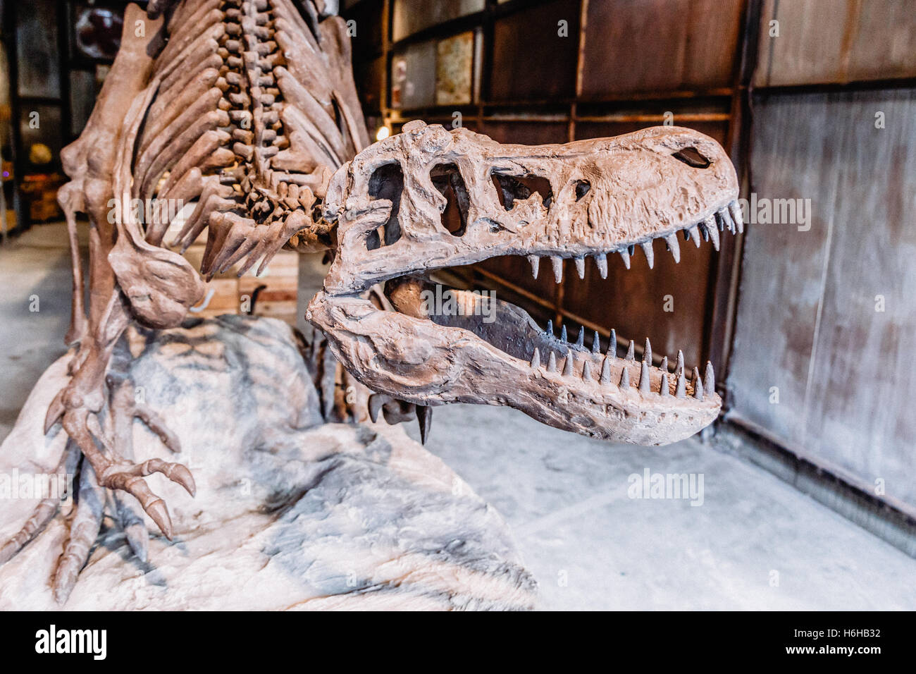 Ancien squelette de dinosaure en film retro look granuleux. Banque D'Images