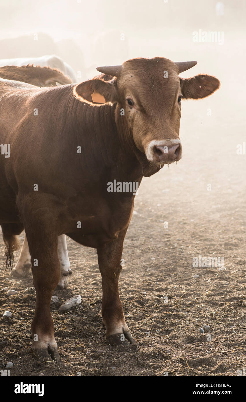 Un taureau dans la ferme. Close up Banque D'Images