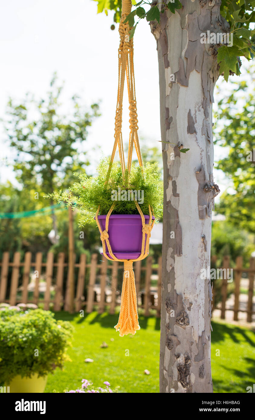 Dans un pot de fleurs pendu le arbre. Jardin clôture un background Banque D'Images