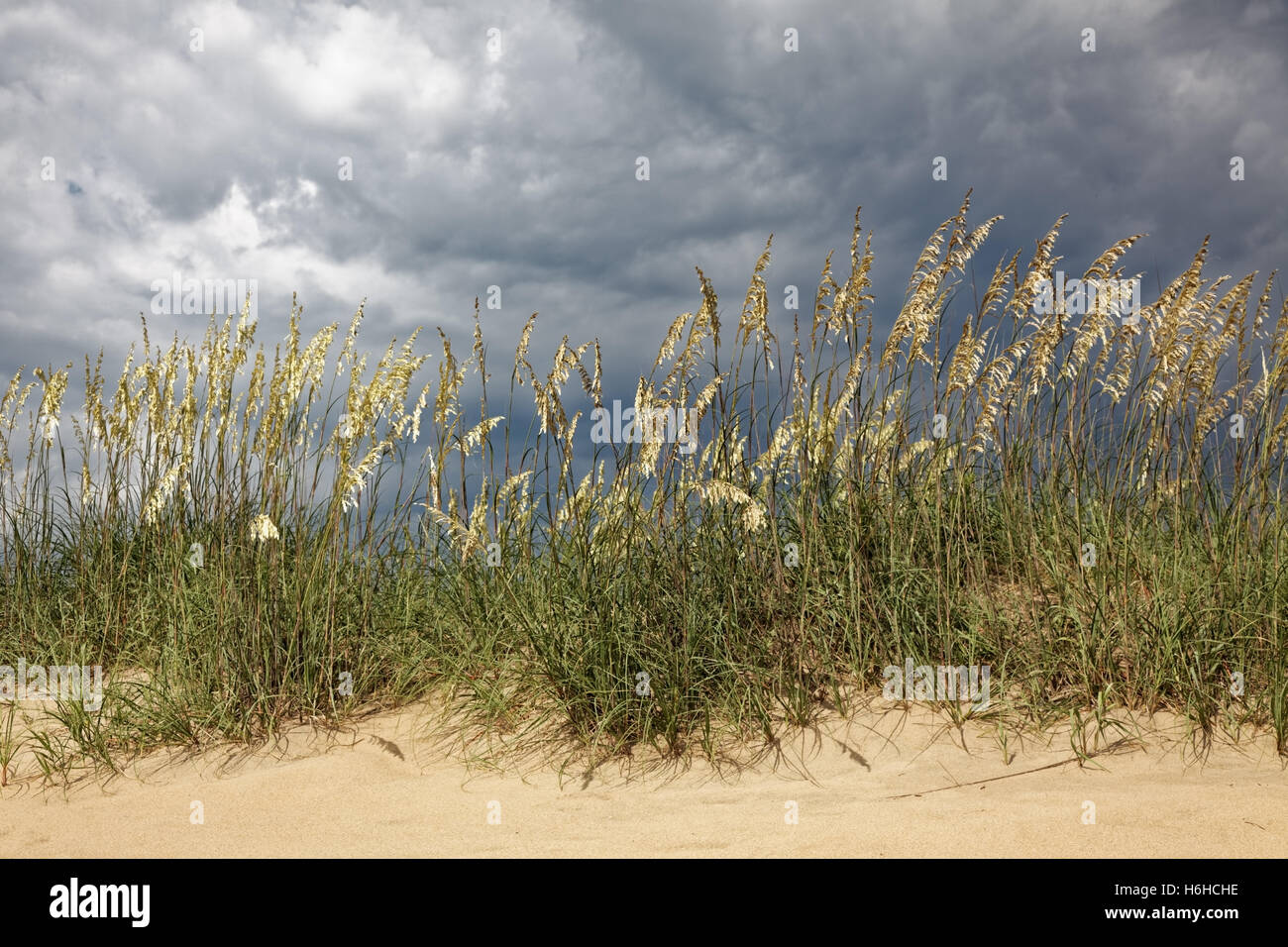 La mer de rétroéclairage de l'avoine sur dune de sable avec un ciel couvert. Banque D'Images