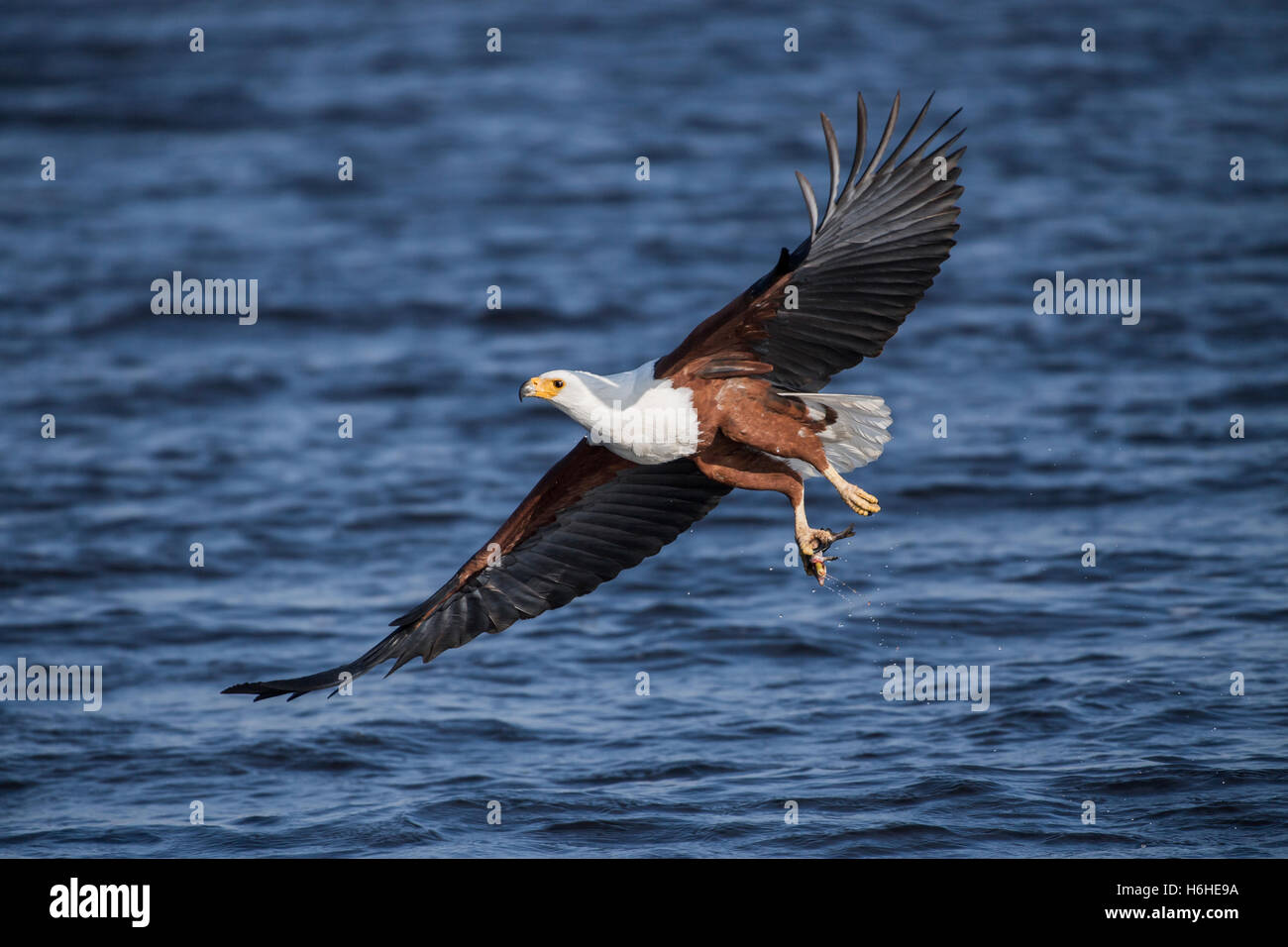 Poissons d'Afrique blanche (Haliaeetus vocifer) volant avec des poissons au-dessus de l'eau, rivière Chobe, Chobe National Park, Botswana Banque D'Images