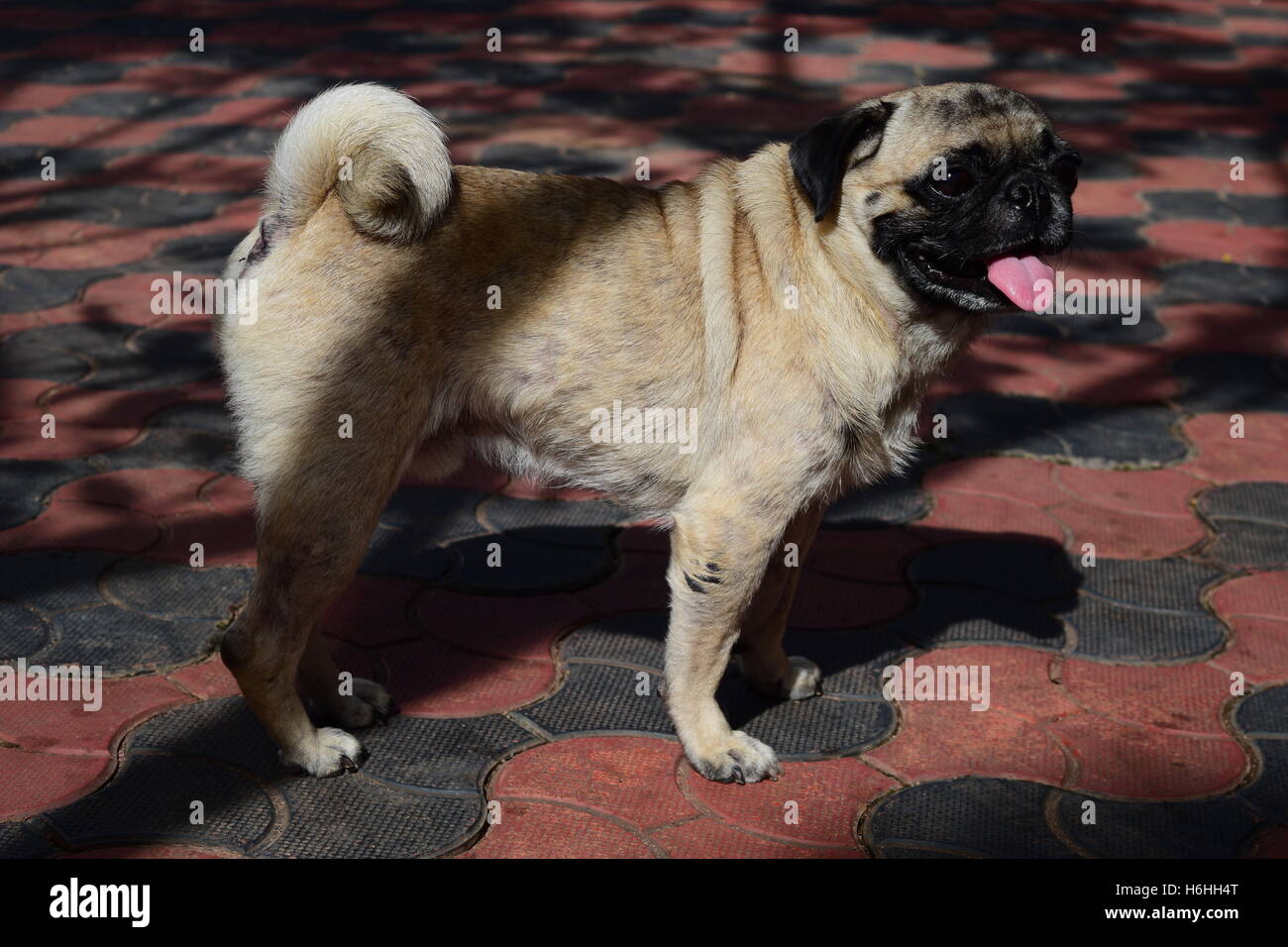 Le PUG Carlin debout à l'extérieur et vue de l'ombre Banque D'Images