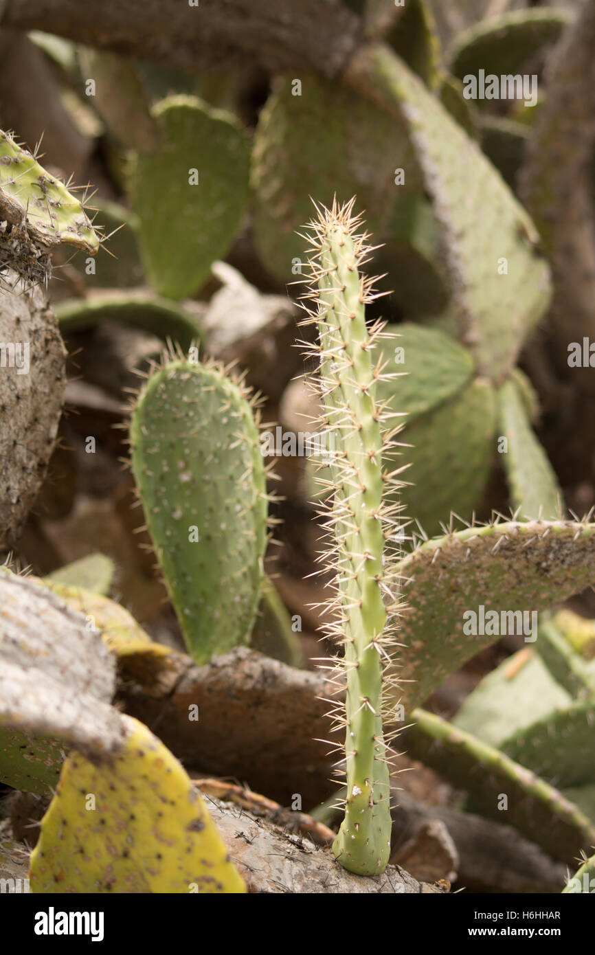 Botonu,cactus,botanique Banque D'Images