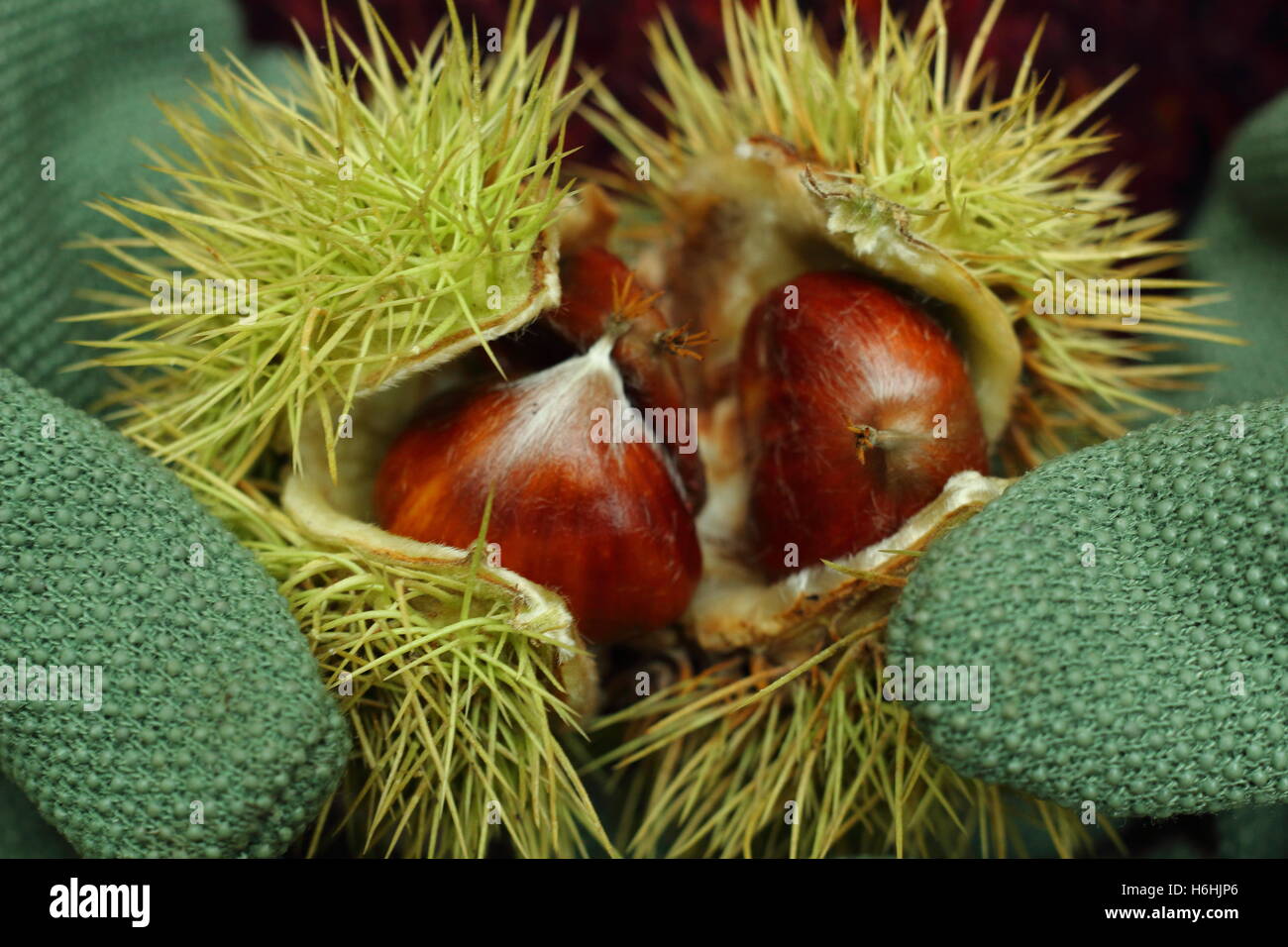 Châtaignes fraîchement recueillies (castanea sativa) sont ouverts dans forêts anciennes en automne, England, UK Banque D'Images