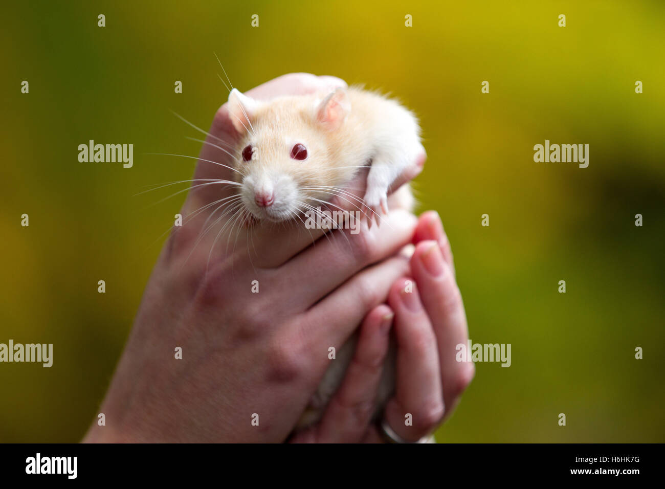 Dans les mains de propriétaires de rat pet Banque D'Images