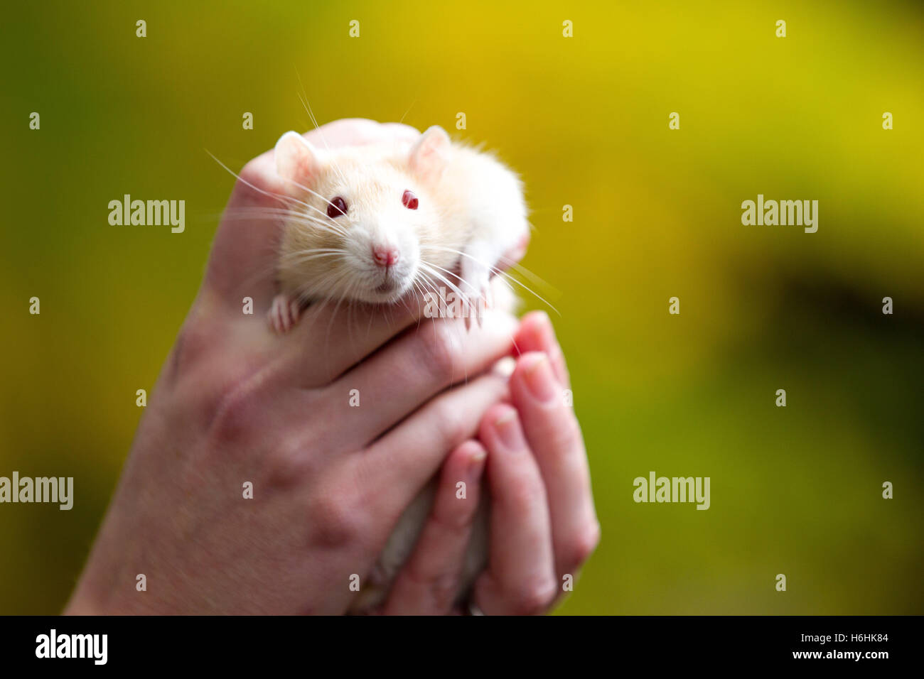 Dans les mains de propriétaires de rat pet Banque D'Images