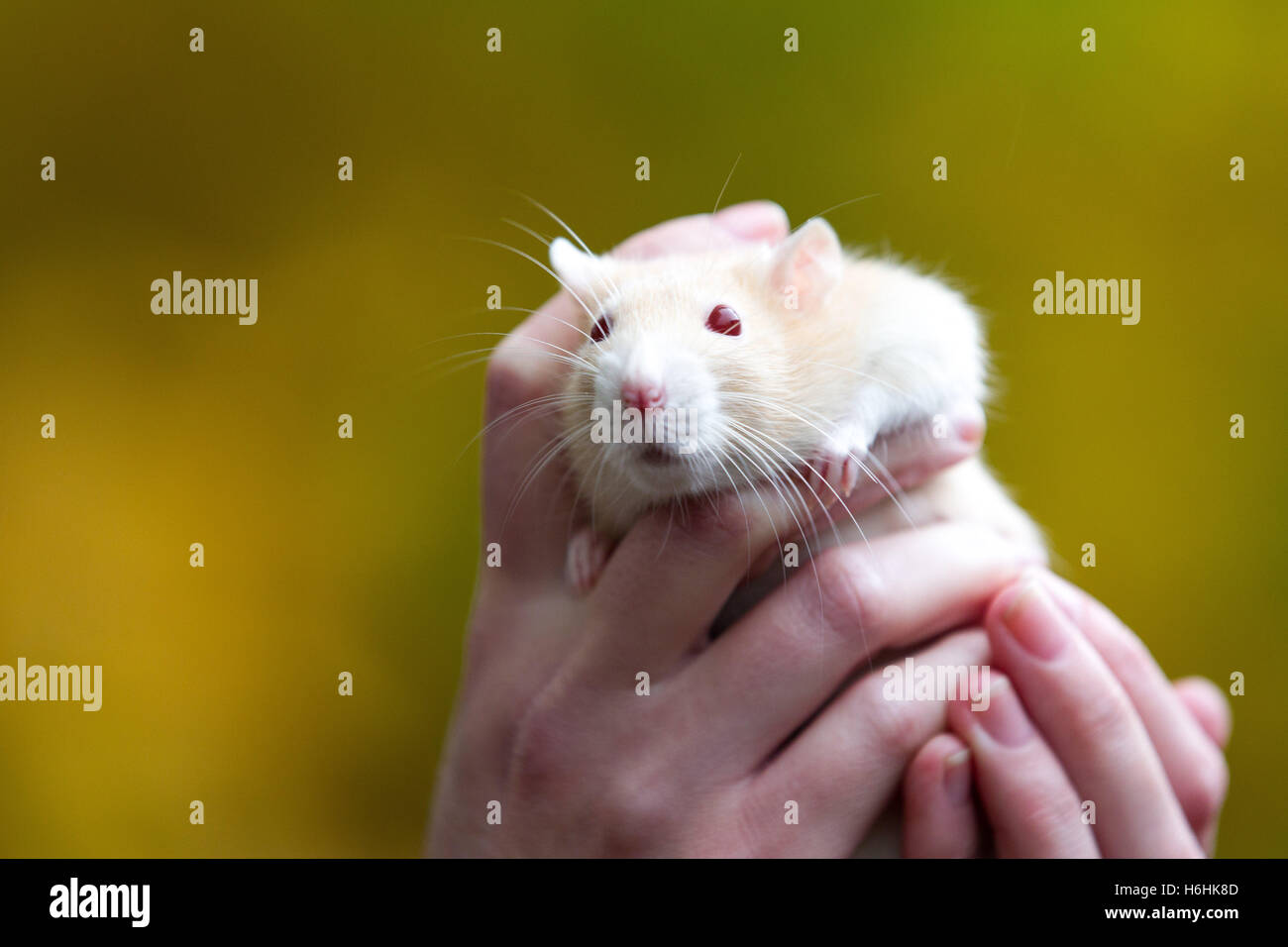 Dans les mains de propriétaires de rat pet Banque D'Images