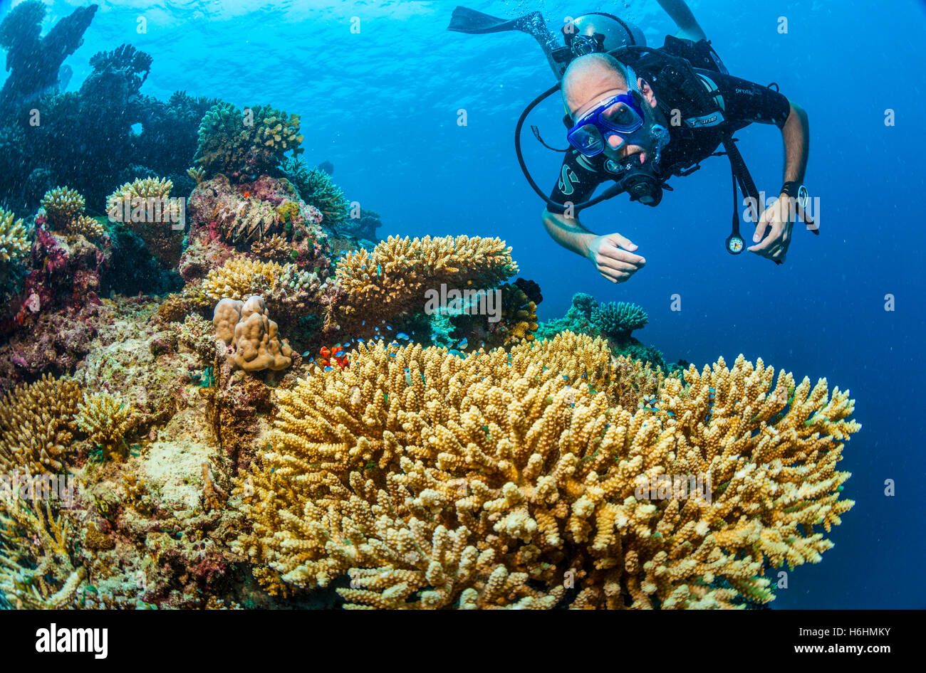 Le plongeur au récif de corail près de l'île de Maafushi, Maldives, océan Indien, Asie Banque D'Images