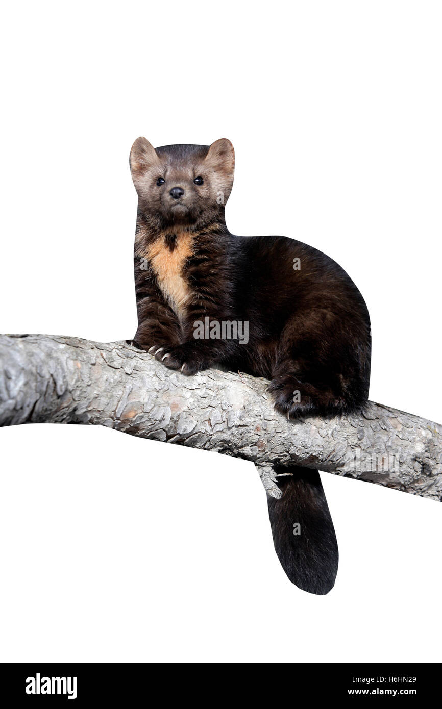 Martre d'Amérique, Martes americana, mammifère unique dans le Montana, USA Banque D'Images
