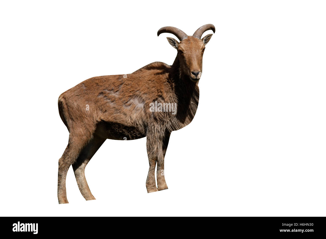 Mouflon ou Mouflon, Ammotragus lervia, seul animal debout sur l'herbe, Espuna National Park, Espagne Banque D'Images
