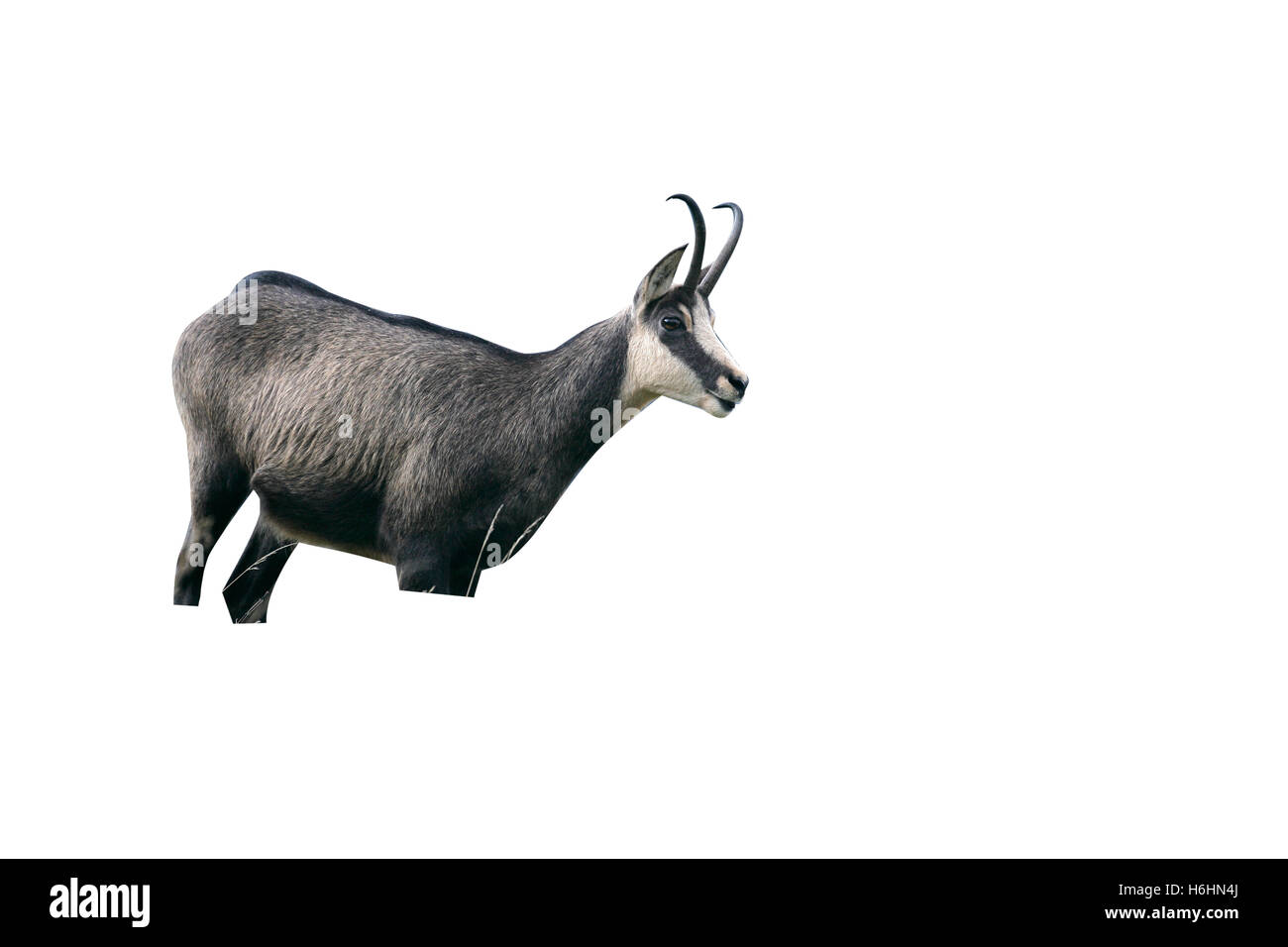 Chamois Rupicapra rupicapra, unique en France, de mammifères Banque D'Images