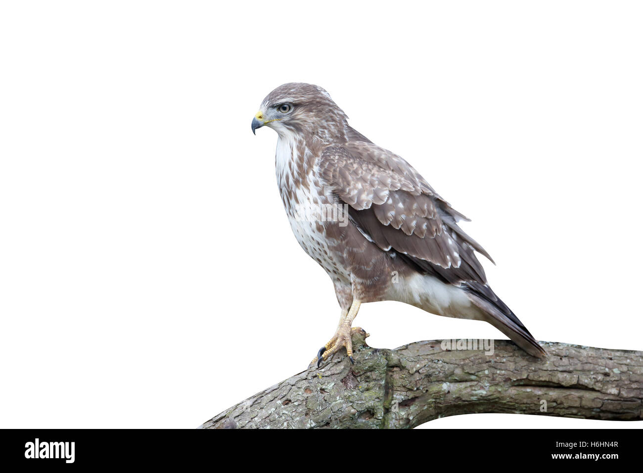 Buse variable, Buteo buteo, seul oiseau sur la branche, dans le Warwickshire, Janvier 2015 Banque D'Images