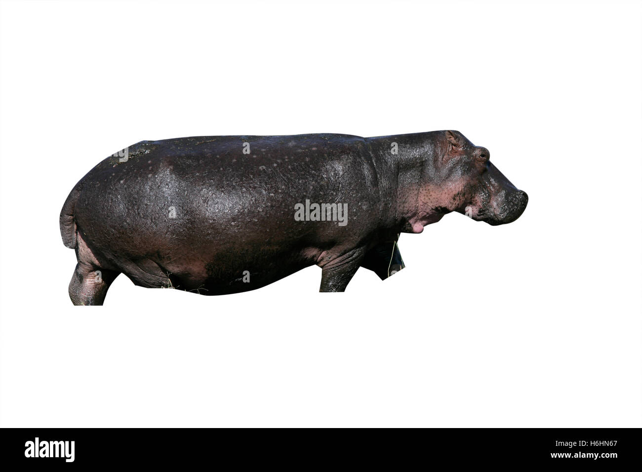 Hippopotame, Hippopotamus amphibius, seul mammifère de l'herbe, Tanzanie Banque D'Images