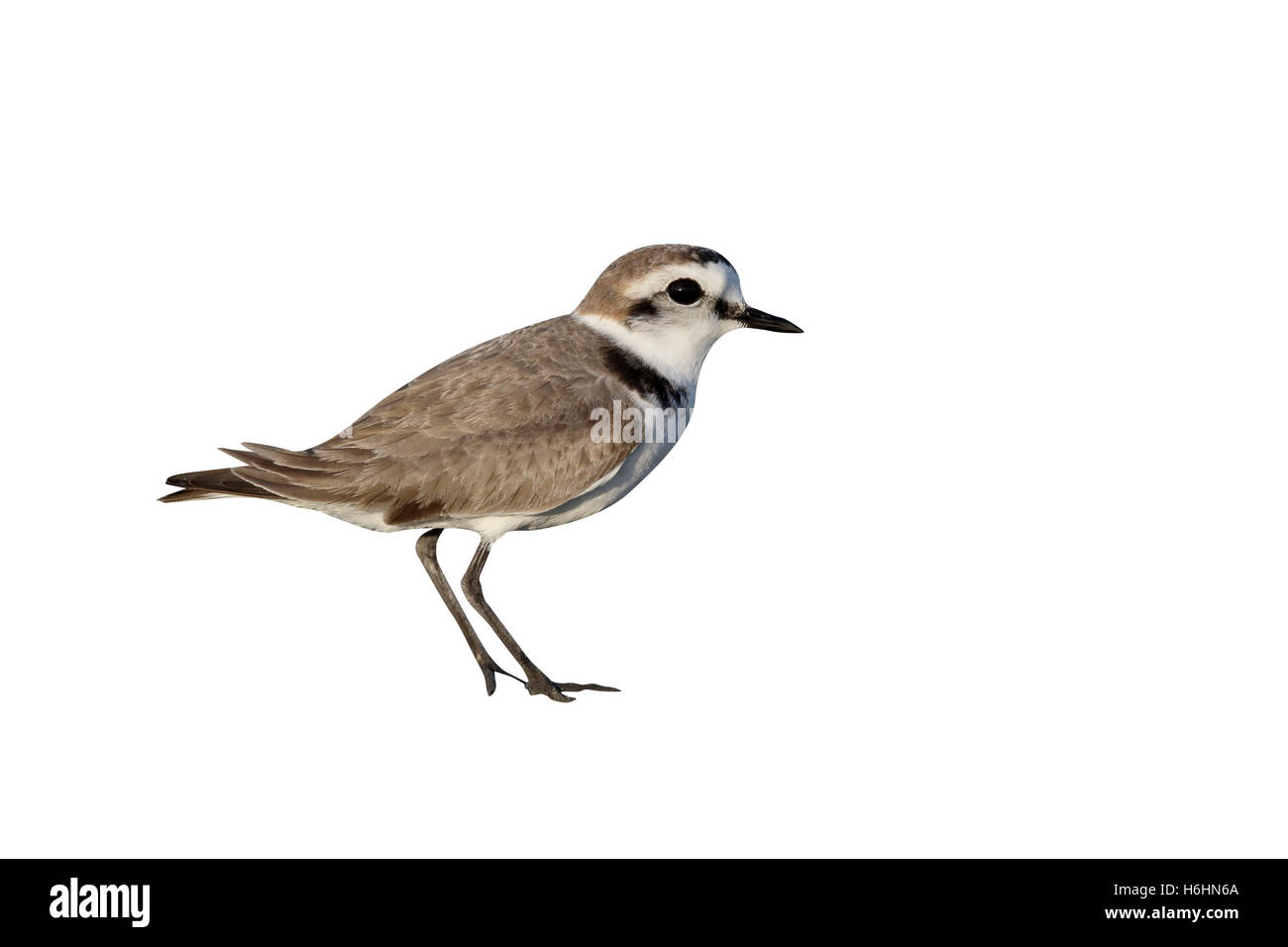 Pluvier siffleur, Charadrius alexandrinus Kentish, seule femme sur le sol, à Chypre , Avril 2015 Banque D'Images