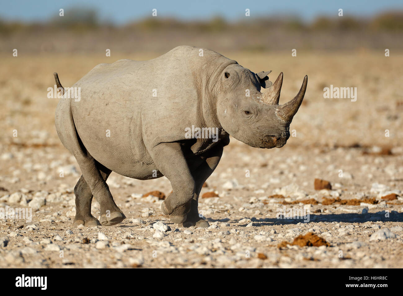 Un rhinocéros noir (Diceros bicornis) dans l'habitat naturel, Etosha National Park, Namibie Banque D'Images