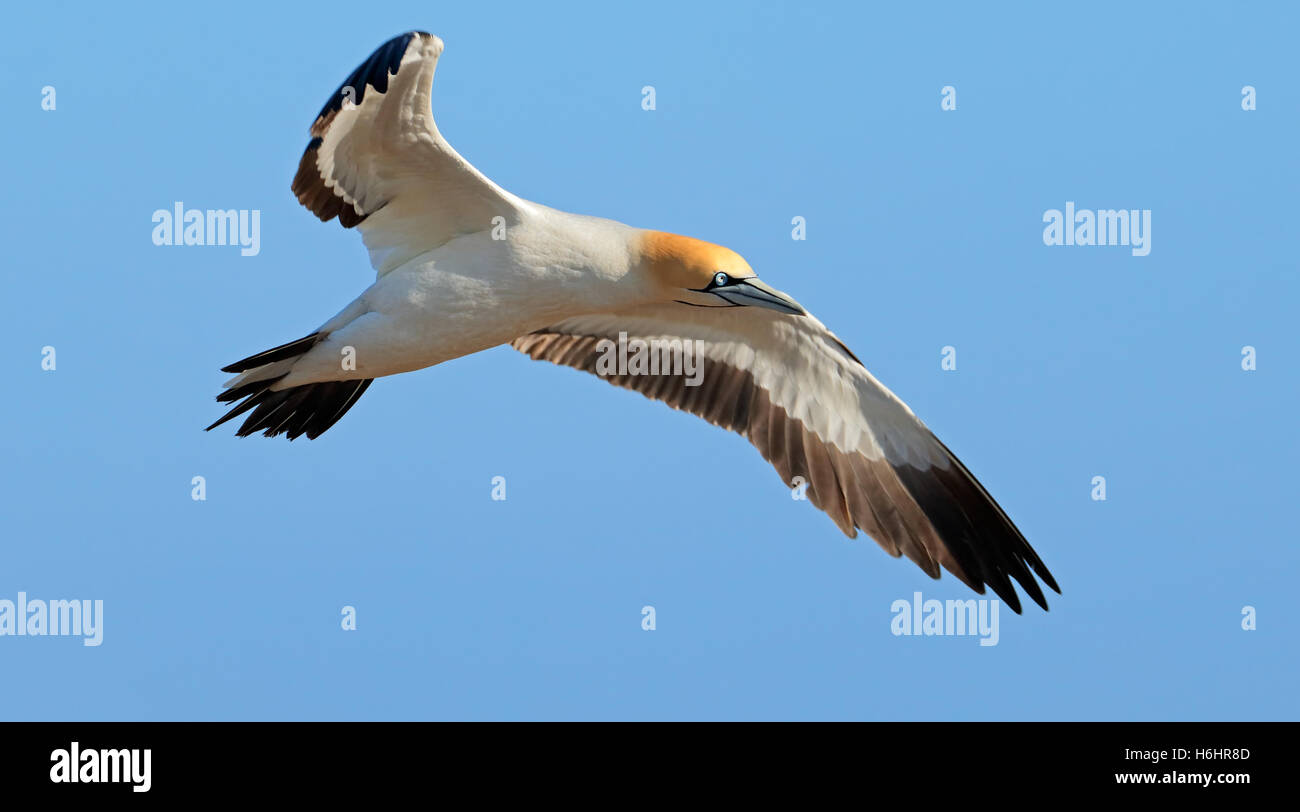Cape de Bassan (Morus capensis) en vol, l'île Bird, Lamberts Bay, Afrique du Sud Banque D'Images