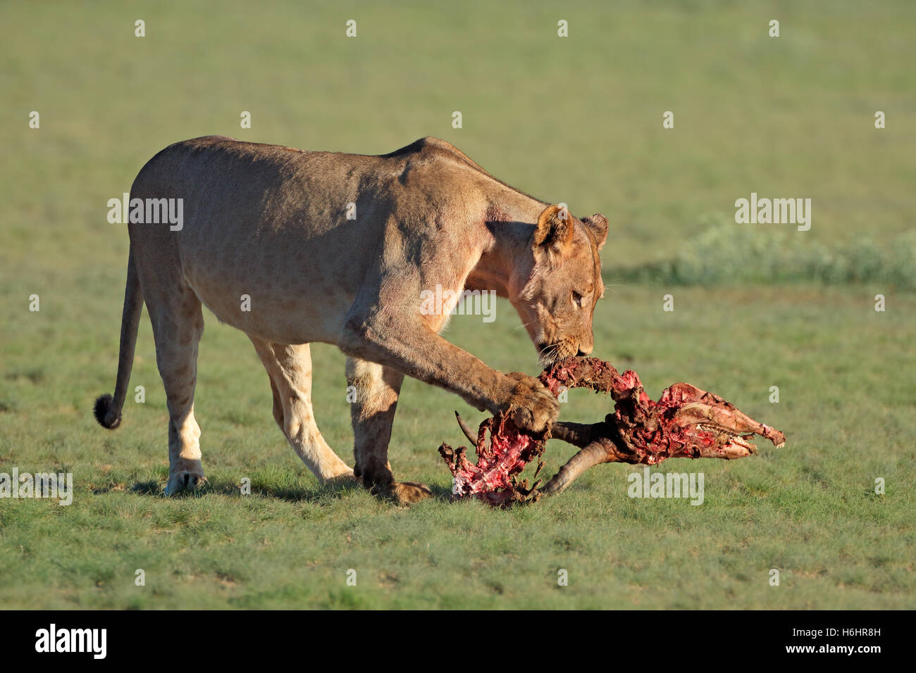 Une lionne (Panthera leo) avec les restes de proies de l'antilope, Kalahari, Afrique du Sud Banque D'Images