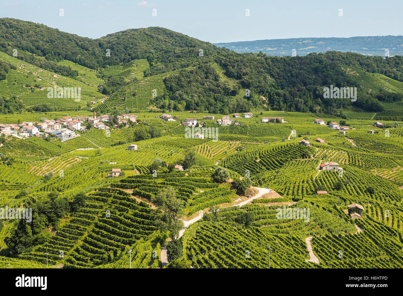 Vignes sur les collines de Valdobbiadene, zone de production de vin prosecco pétillant Banque D'Images