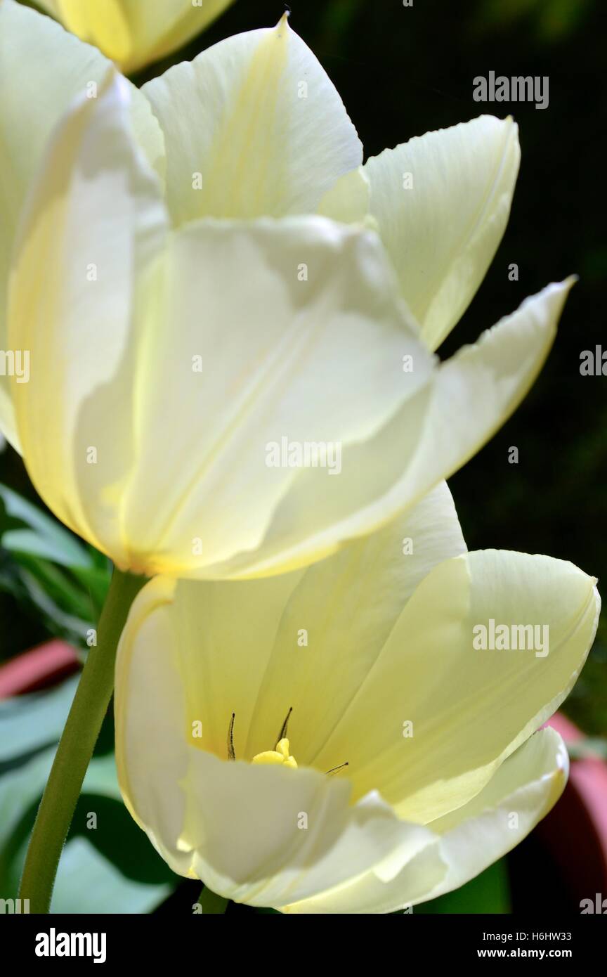 Tulipes jaunes Banque D'Images