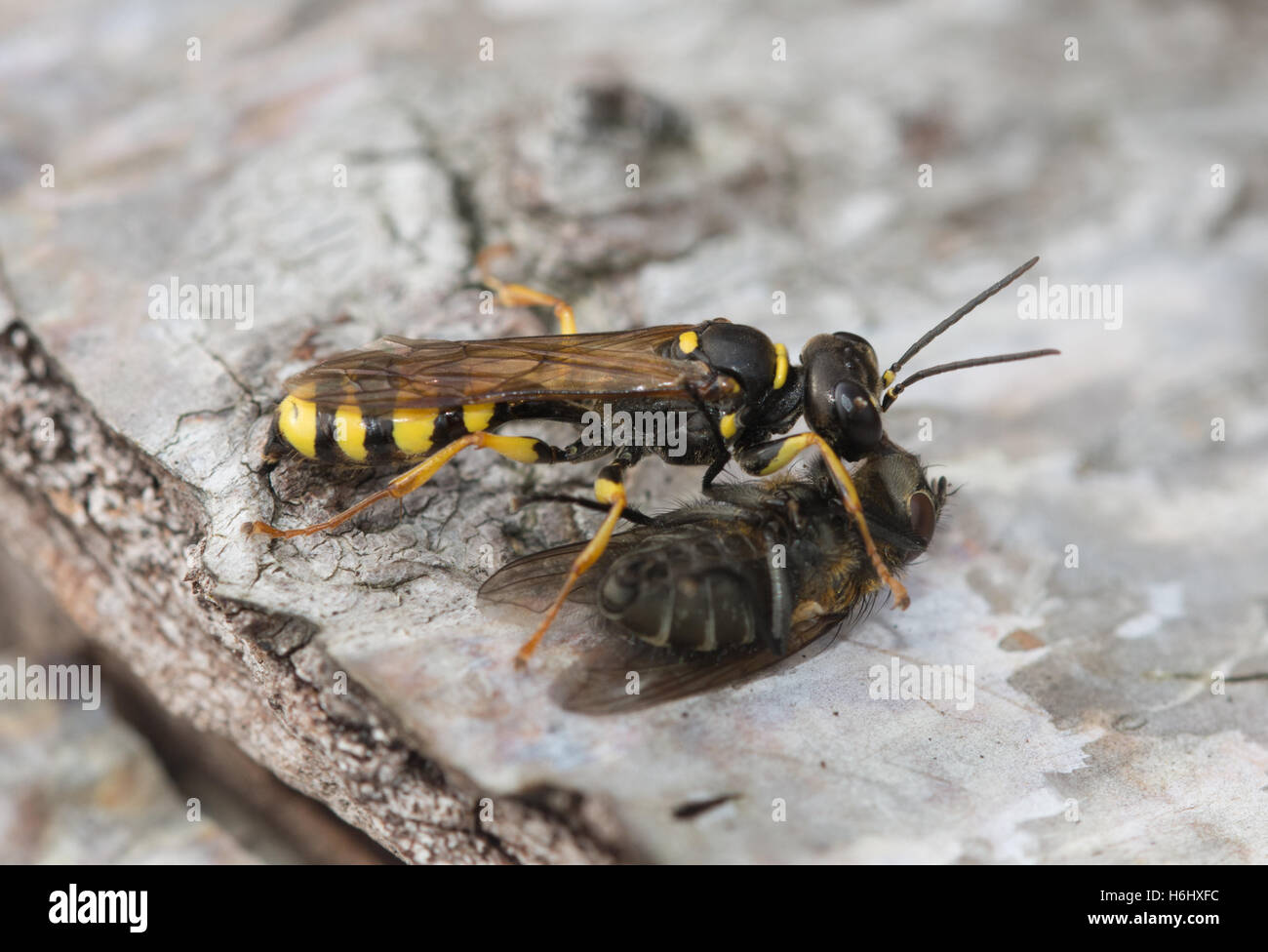 Domaine digger wasp (Mellinus arvensis) avec fly (diptera sp) Banque D'Images