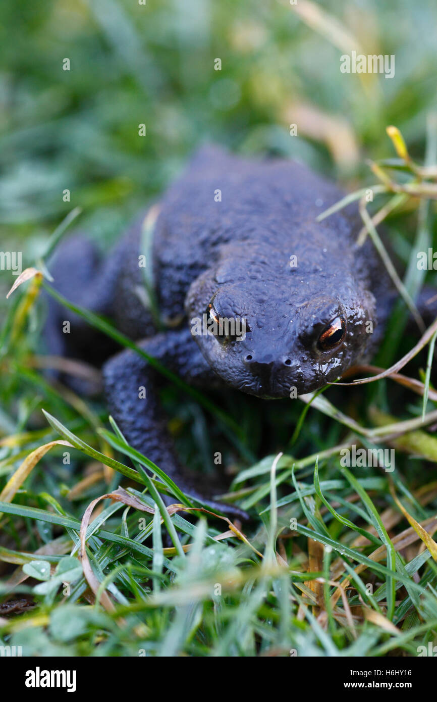 Crapaud commun, Bufo bufo. Banque D'Images