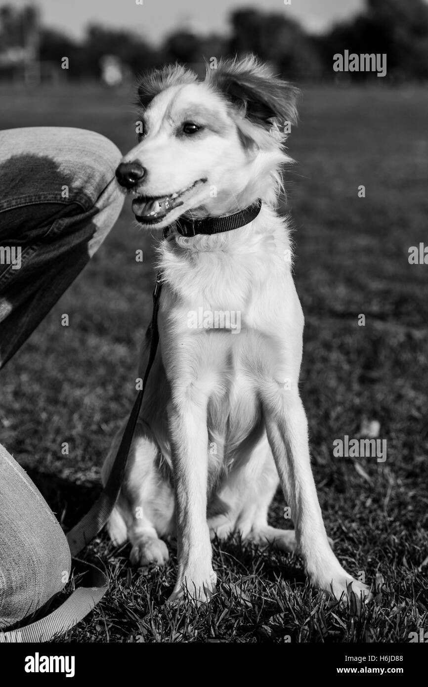 Portrait of a mixed breed dog sitting dans un parc urbain. Banque D'Images