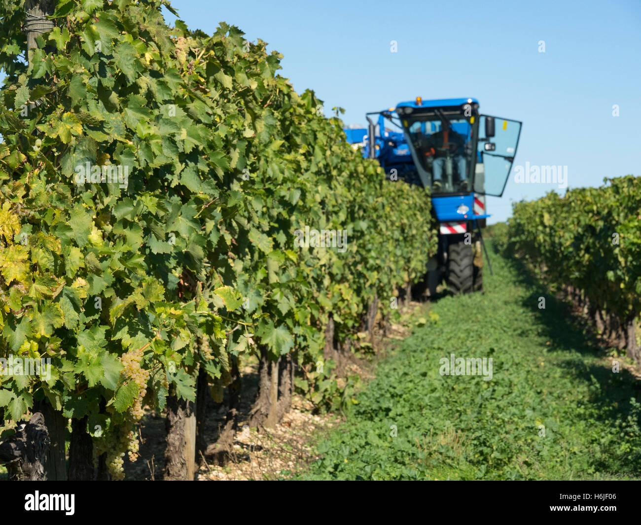 La récolte en Charente. Une machine de récolte New Holland Braud se déplace vers l'avant en face de la caméra et les récoltes d'une rangée de vignes. Banque D'Images