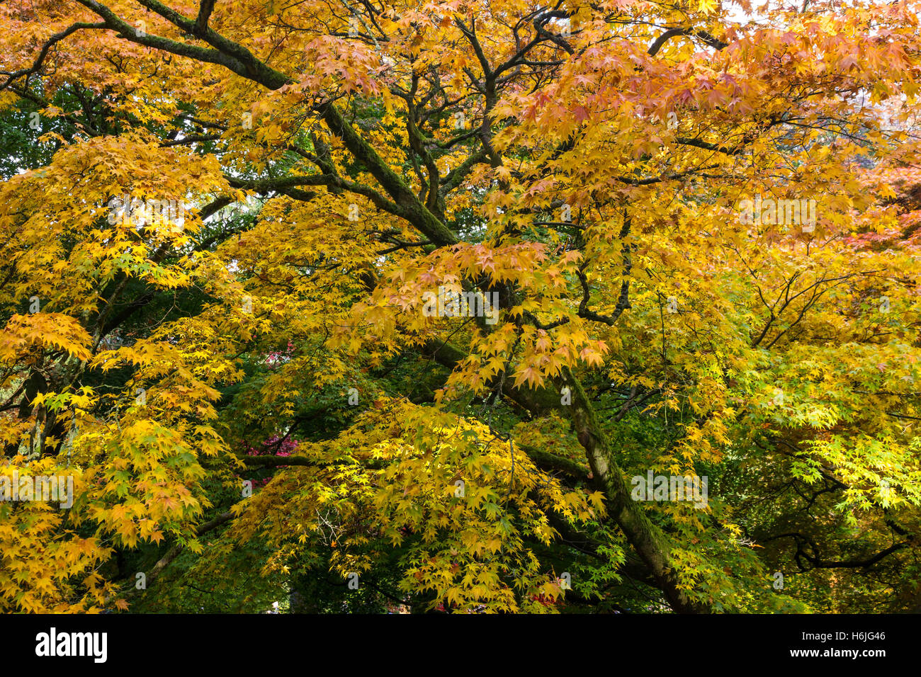 L'Arboretum National de Westonbirt,, est situé près de Tetbury, Gloucestershire et gérés par la Commission forestière. Banque D'Images