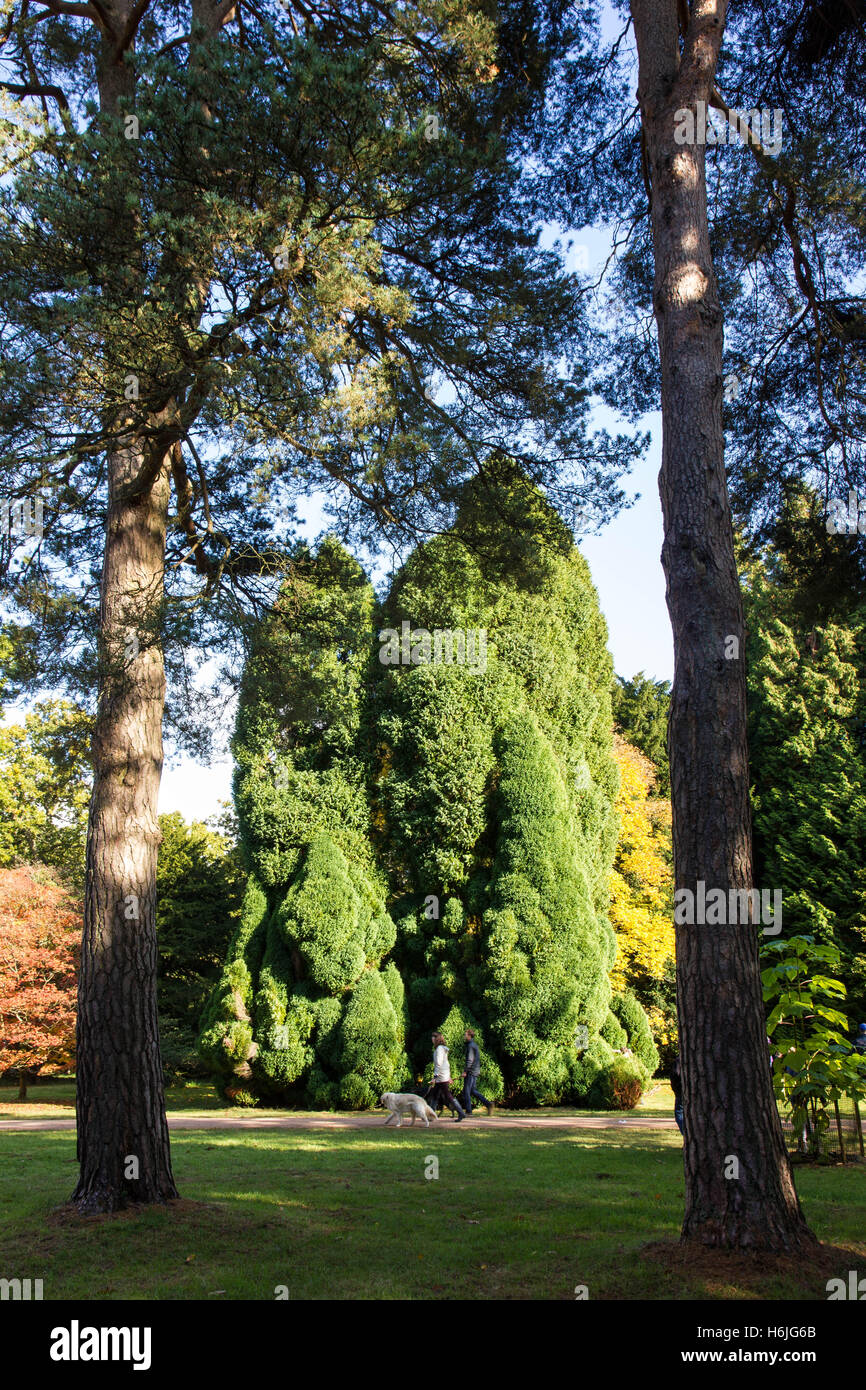L'Arboretum National de Westonbirt,, est situé près de Tetbury, Gloucestershire et gérés par la Commission forestière. Banque D'Images