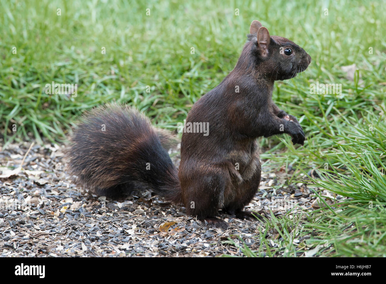 Fox est l'Écureuil roux (Sciurus niger), la phase noire, manger des graines d'oiseaux sur le sol près de l'alimentation, de l'automne, en Amérique du Nord E Banque D'Images