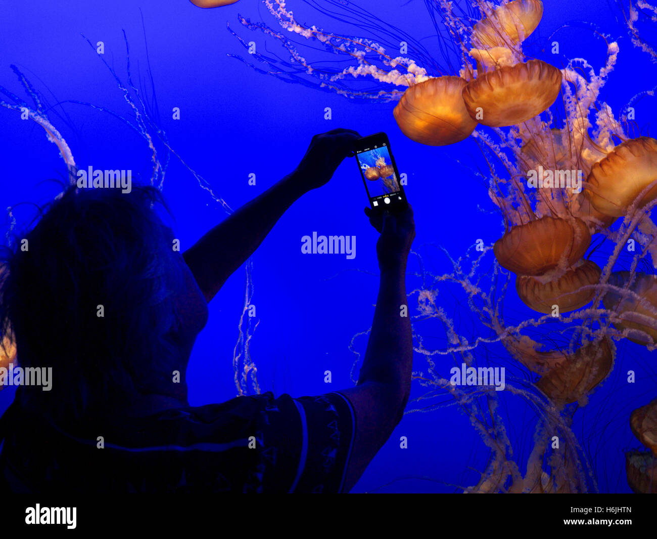 Woman holding Apple smartphone iPhone 5S'enregistrer des images de méduses dans la baie de Monterey Monterey Aquarium California USA Banque D'Images