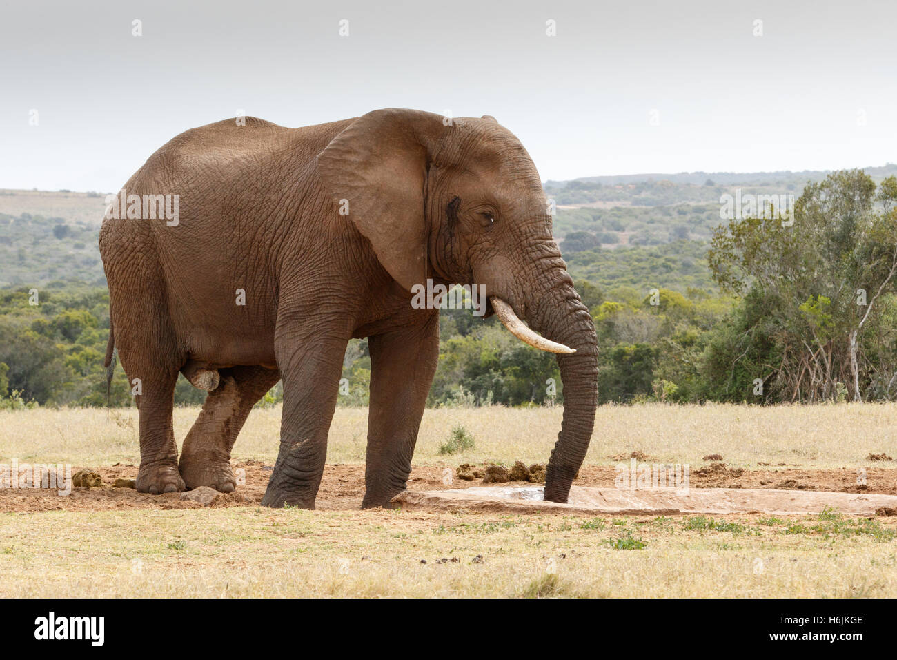 Bush l'éléphant à l'abreuvoir aspirer le dernier bit d'eau avec un ciel gris foncé Banque D'Images