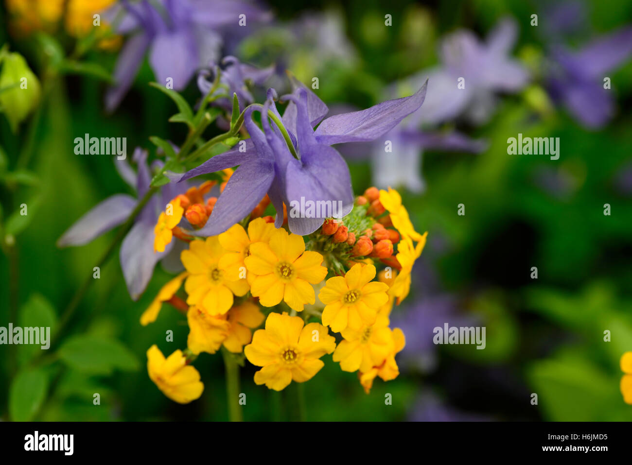 Aquilegia alpina primula bulleyana bleu orange fleur fleurs mix floraison printemps affichage mixte combinaison lit Floral RM Banque D'Images