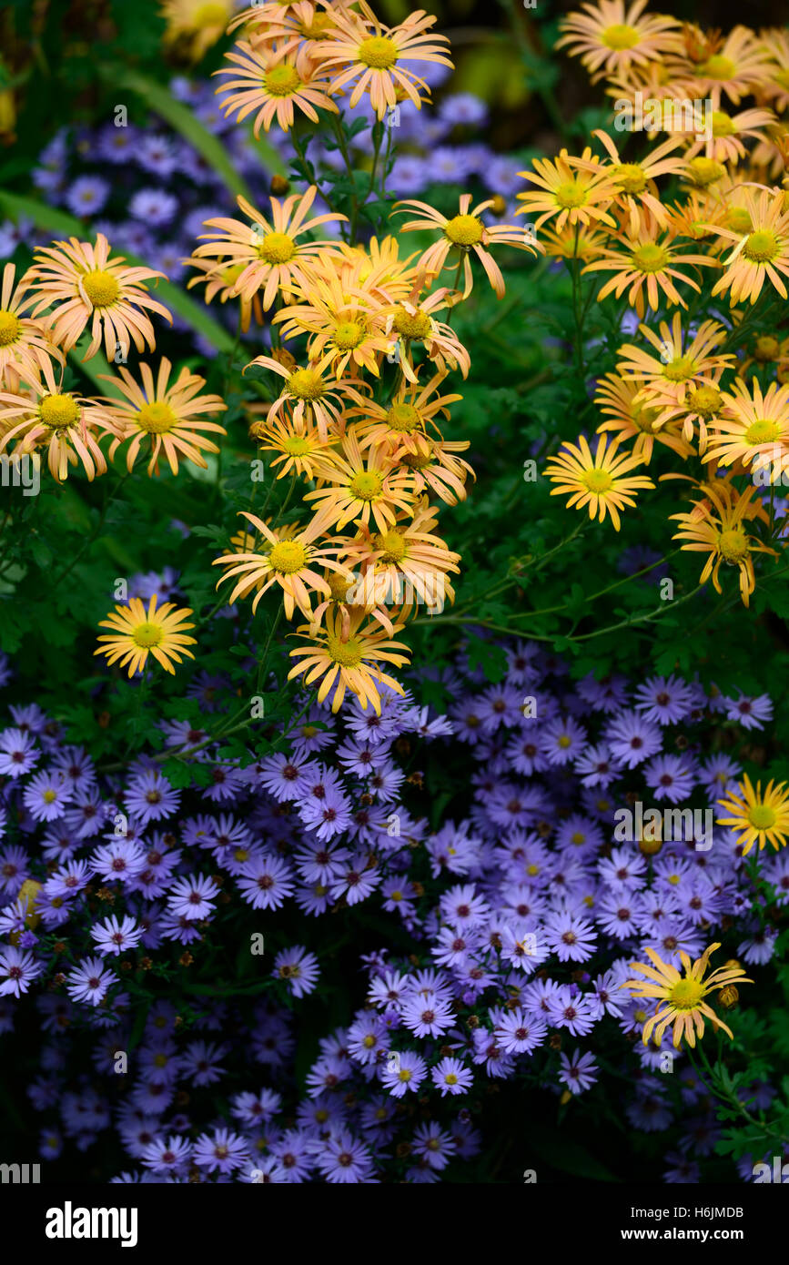Asters aster bleu orange daisy marguerites lit mélangé mix border automne automne affiche floral RM Banque D'Images