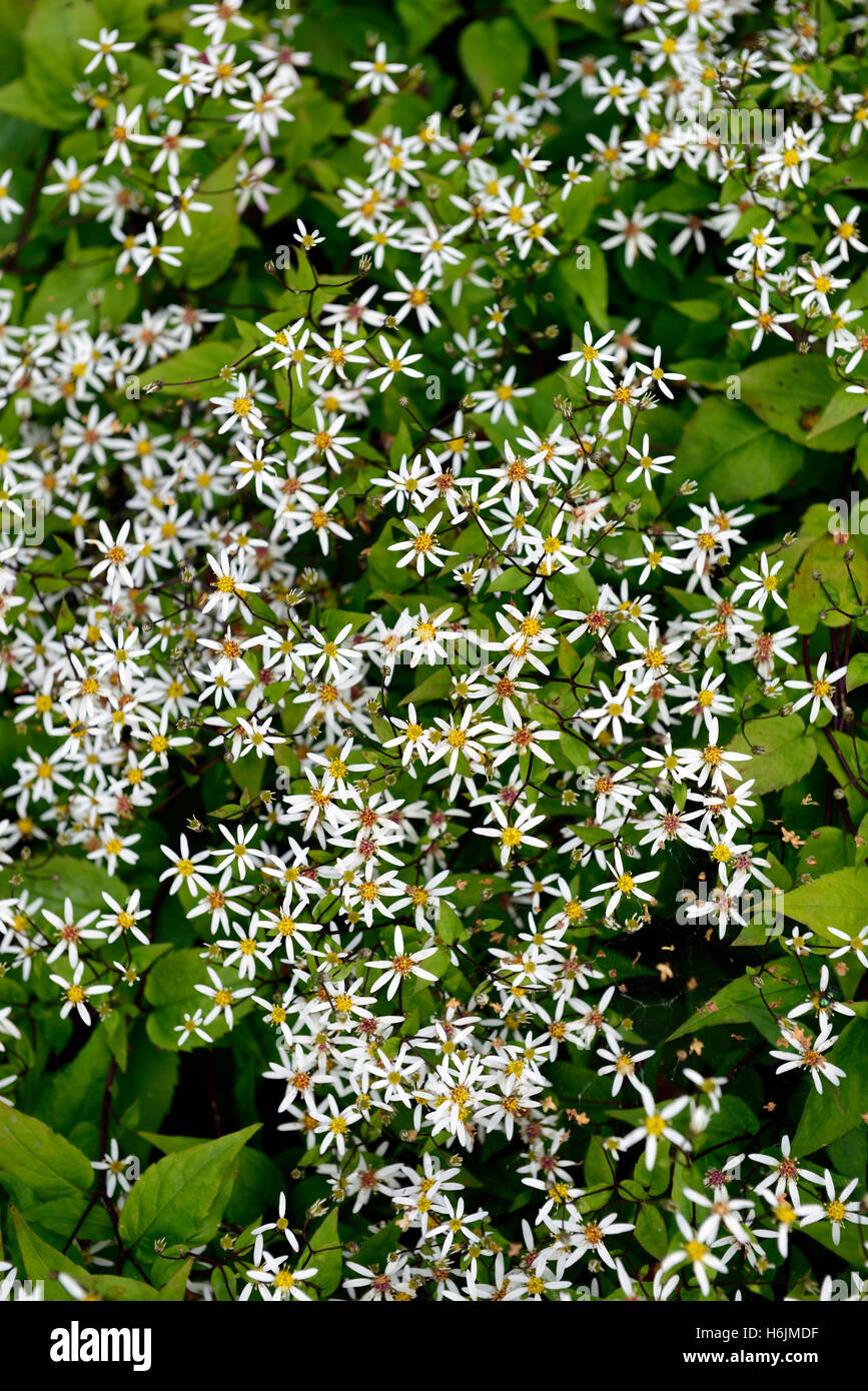 Aster divaricatus fleur blanche floraison fleurs marguerites daisy automne automne Floral RM Banque D'Images