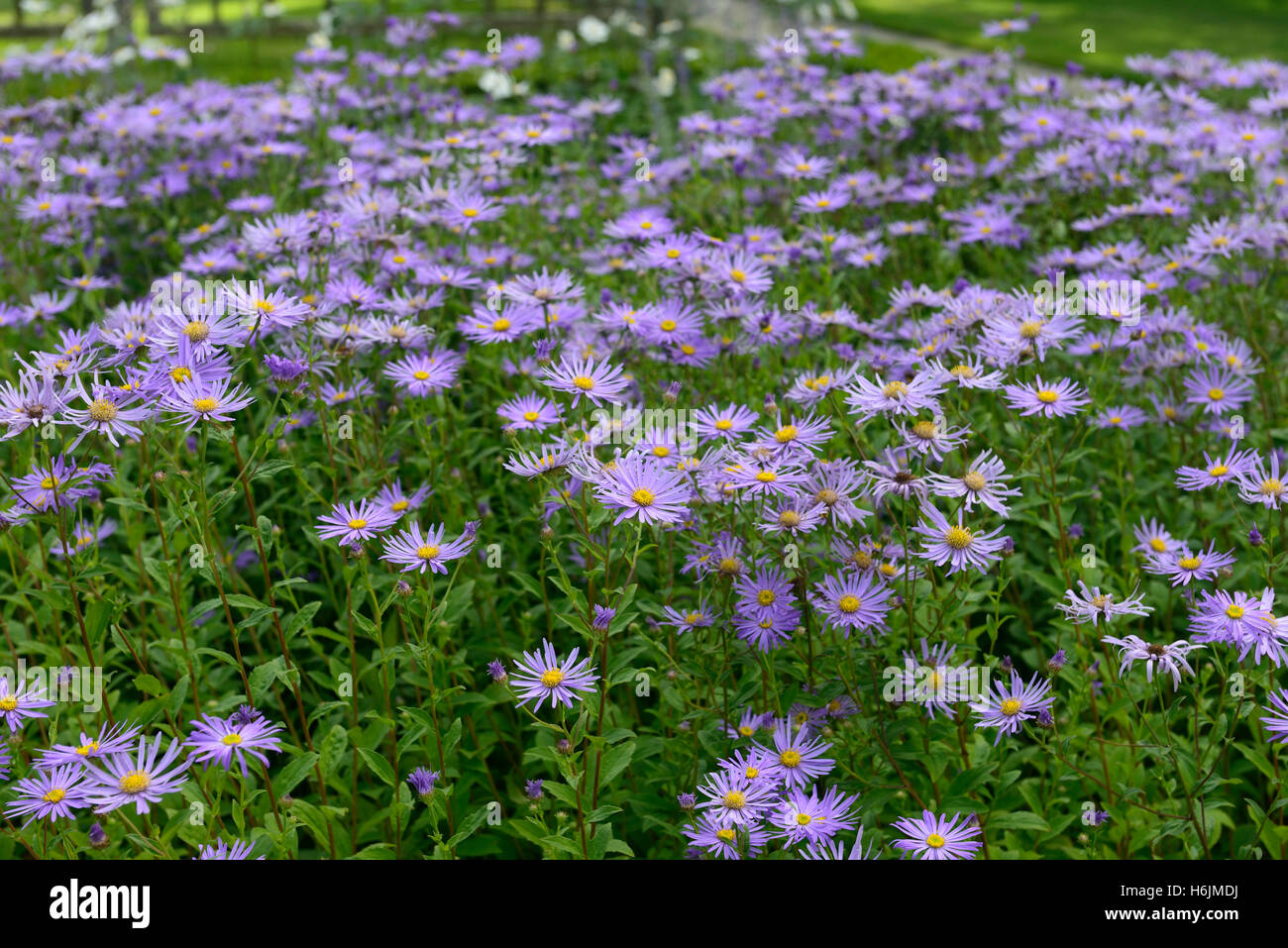 Aster Frikartii Mönch fleur bleu Floraison fleurs marguerites daisy automne automne Floral RM Banque D'Images