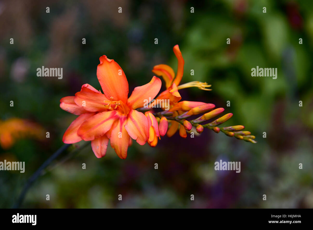 Crocosmia montbretia zambèze fleur fleurs vivaces à fleurs orange fleurs RM Banque D'Images