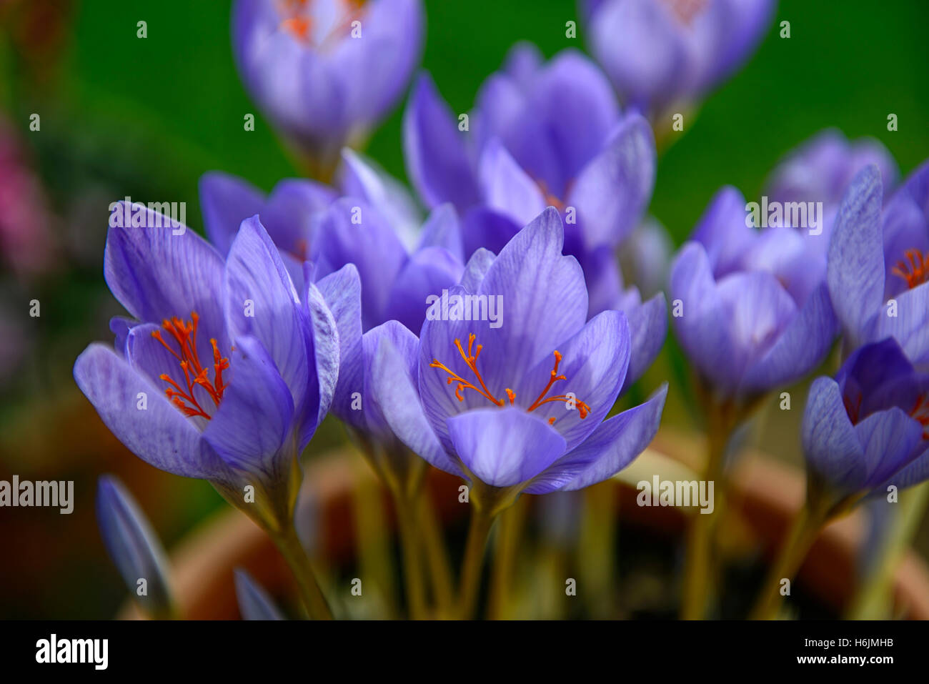 Crocus cartwrightianus fleur fleurs bleu safran à fleurs floral RM Banque D'Images