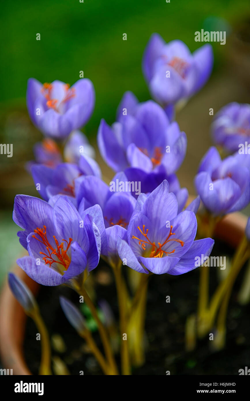 Crocus cartwrightianus fleur fleurs bleu safran à fleurs floral RM Banque D'Images