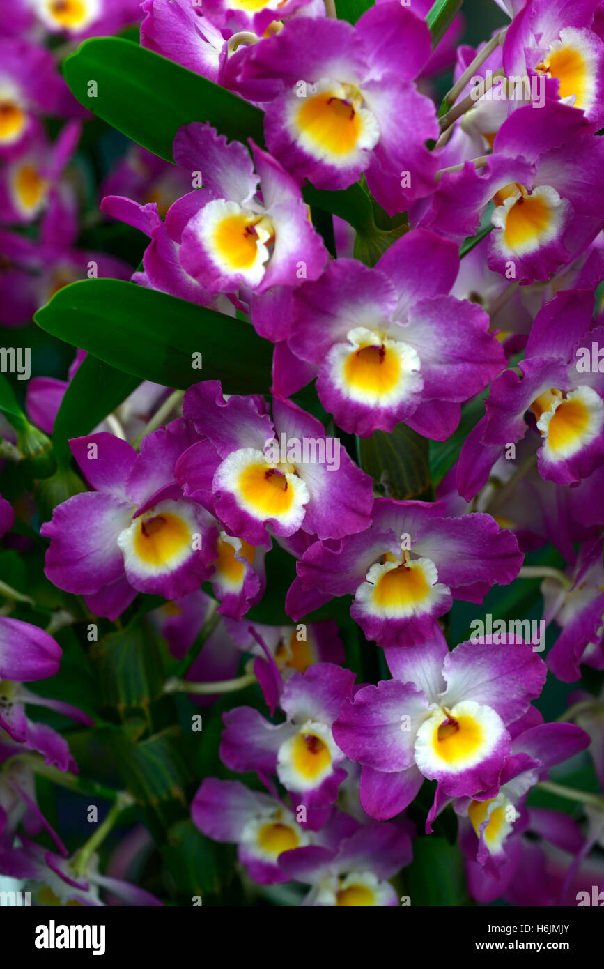Star class dendrobium mauve momoko orange blanc fleur fleurs orchidée orchidées fleurs floral RM Banque D'Images