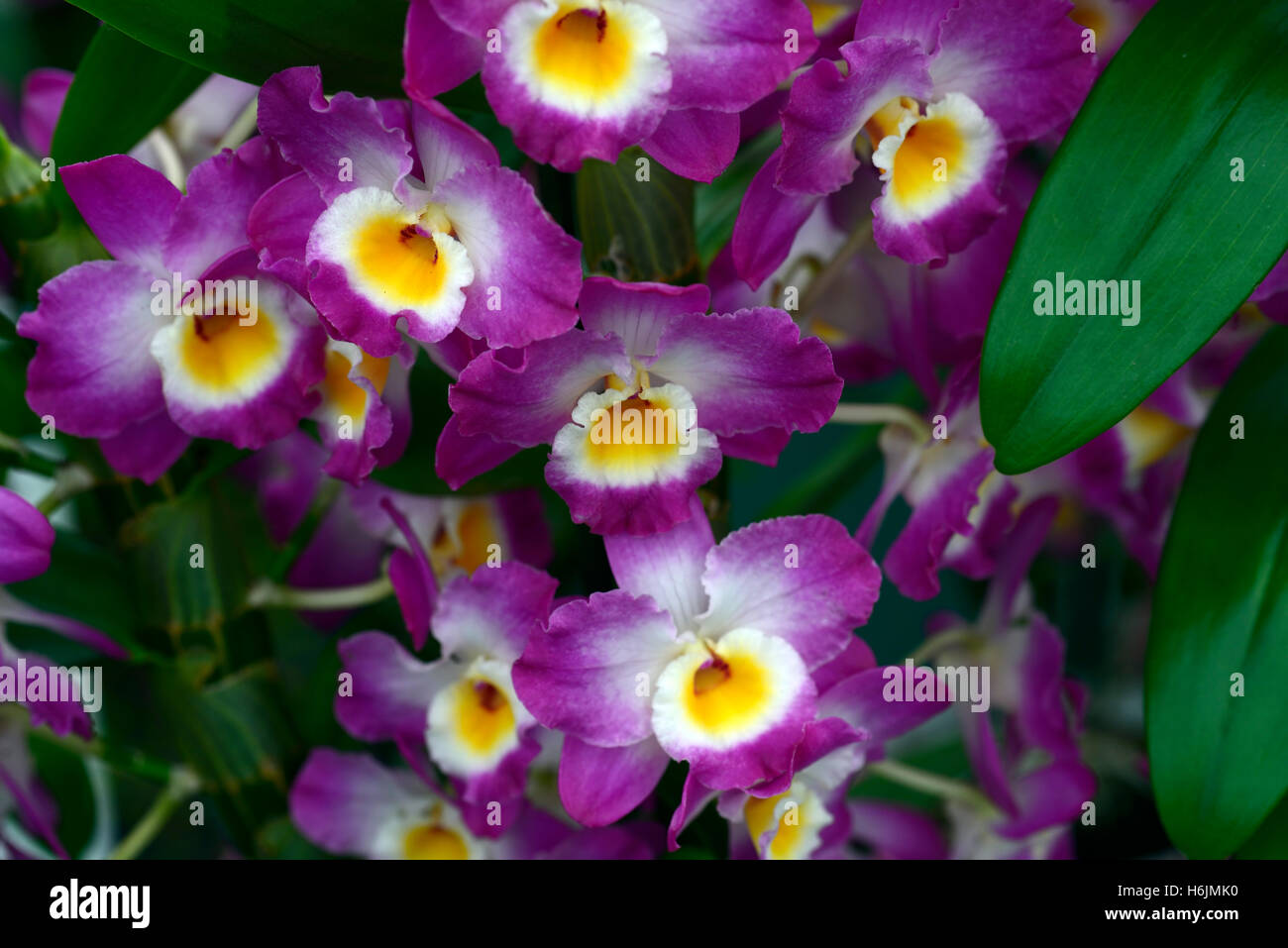 Star class dendrobium mauve momoko orange blanc fleur fleurs orchidée orchidées fleurs floral RM Banque D'Images