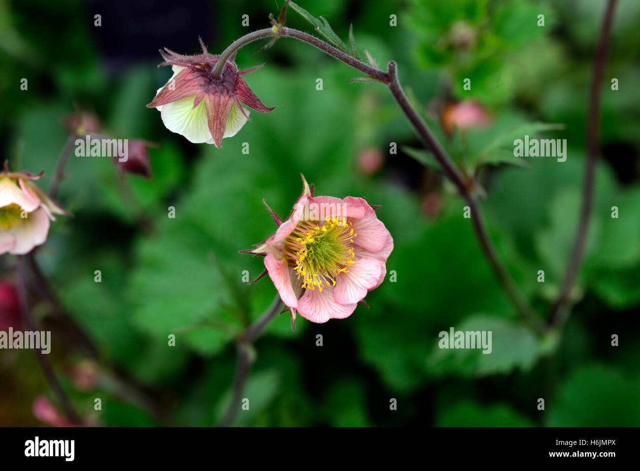 Geum benoîte geums banque bell rose fleur fleurs vivaces à fleurs floral RM Banque D'Images