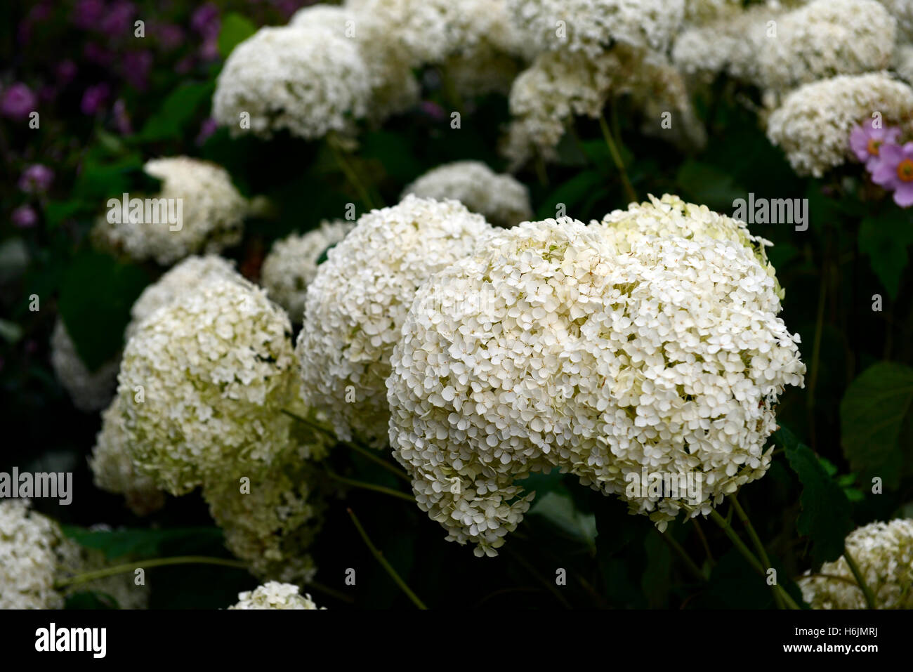 L'Hydrangea arborescens annabelle panicule blanc fleur fleurs plantes vivaces plantation mixte flowerhead mélange floral RM Banque D'Images