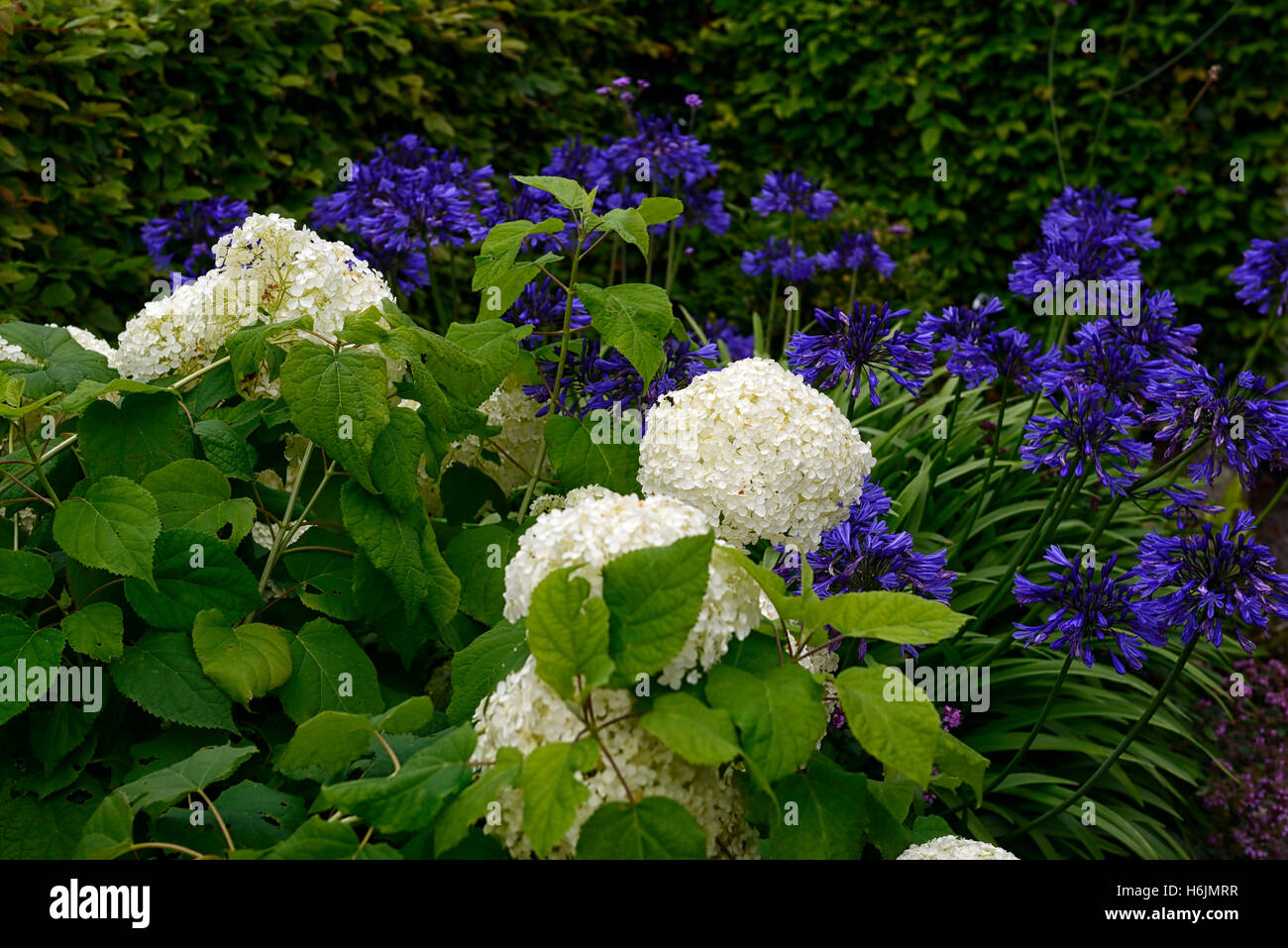 L'Hydrangea arborescens annabelle agapanthus blanc bleu fleur fleurs plantes vivaces plantation mixte flowerhead mélange floral RM Banque D'Images