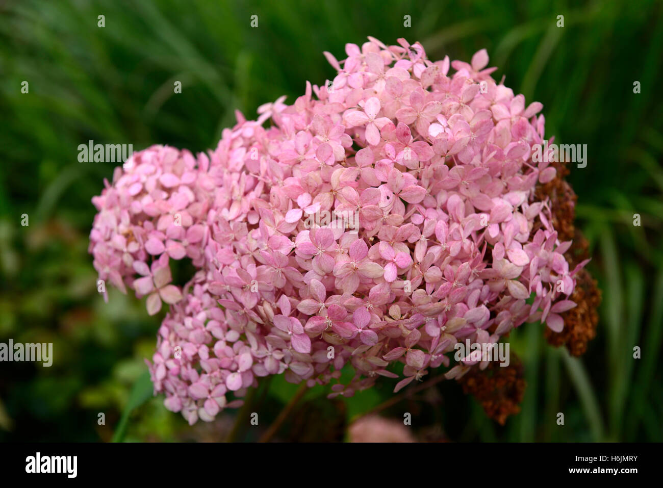 L'Hydrangea arborescens invincibelle spirit ncha1 floraison rose fleur fleurs floral RM flowerhead Banque D'Images